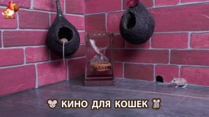 Видео для кошек про крысок развлекать питомцев 🐭🐀😂 (430)