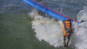 Конкурс СЁРФИНГА, для собак, в Калифорнии !