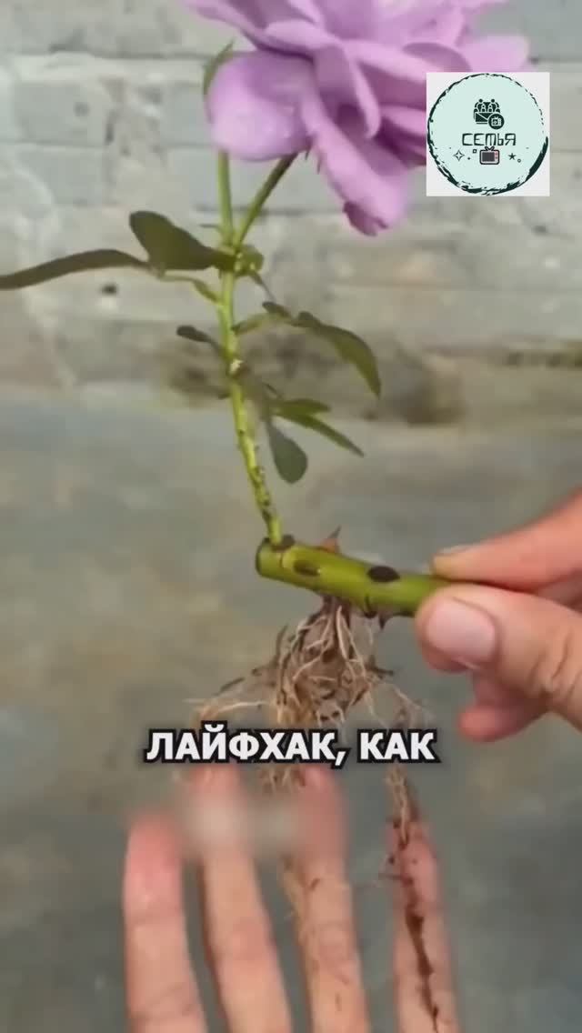 КАК ВЫРАСТИТЬ РОЗУ ИЗ ЧЕРЕНКА смотреть онлайн