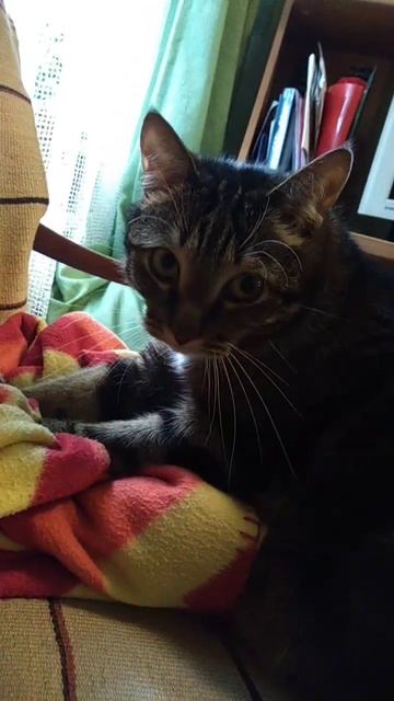 Тоша кот шагает молочный шагстарое видео❤️❄️милый кот кайфует вспоминает мать⬛❤️❄️всем любви❤️ смотреть онлайн