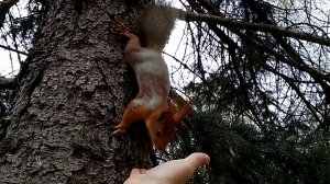 Ничего личного, инстинкт охотника.  Белка и Стрелка.