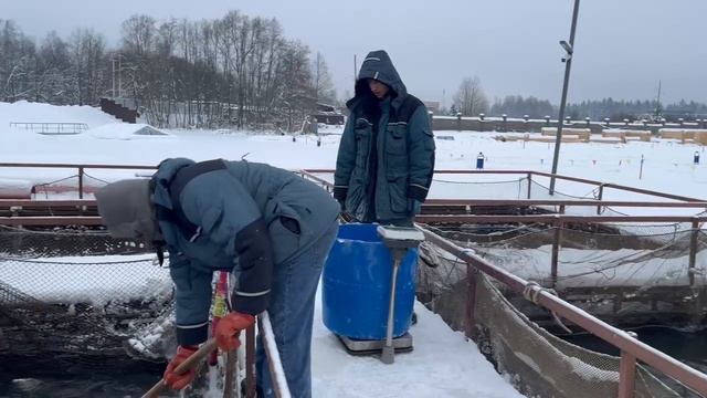 Запуск форели смотреть онлайн