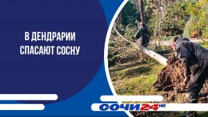 В Дендрарии спасают сосну