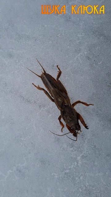 🔥 Кто это ползёт по льду? Невероятная встреча в январе! 🔥 #рыбалка #шортс смотреть онлайн