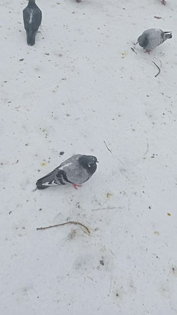 Рязань дашки