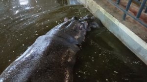 бегемотики зоопарк 🐧🐵