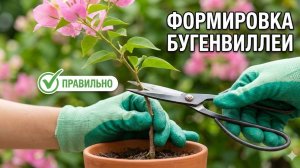 Формировка молодых саженцев бугенвиллеи: правильная техника и типичные ошибки