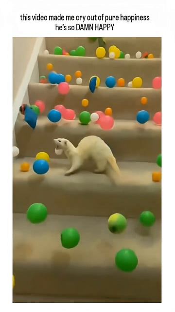 this video made me cry out of pure happiness he's so DAMN HAPPY 🥹😍 смотреть онлайн