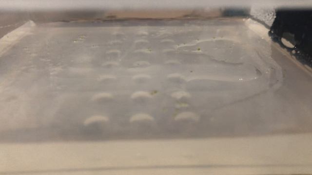 Семенное размножение орхидей! Протокорм 1 месяц. смотреть онлайн