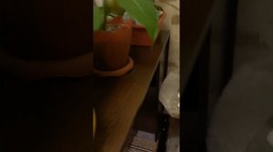 VID_20260115_185952.mp4