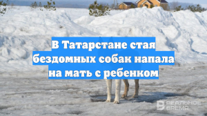 В Татарстане стая бездомных собак напала на мать с ребенком