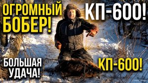 Большая удача в большой капкан / Охота на бобра #49.4