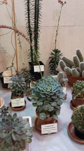 Столик с кактусами и суккулентами в оранжерее в Царицыно смотреть онлайн