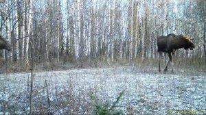 Осень в Салаирской тайге