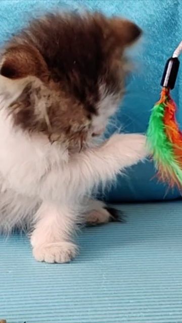 Котенок следит за гигиеной. смотреть онлайн