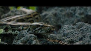 Трейлер фильма «На помощь! — Send Help». (2026)