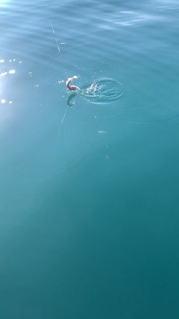 Мерланг на вертолёте. смотреть онлайн