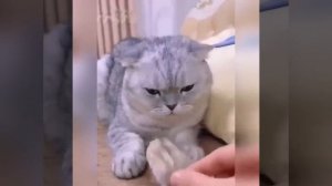 Видео от МЯУтаверс – как метавселенная, но с котами