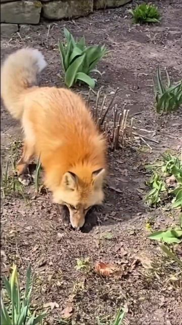 я что то нашел #приколы #прикол #юмор смотреть онлайн