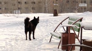 Подрядчика для отлова бездомных собак определили в Братске