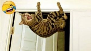 СМЕЙСЯ ДО СЛЁЗ 🤣 ВЕСЕЛАЯ ПОДБОРКА ПРИКОЛОВ С ЖИВОТНЫМИ😁