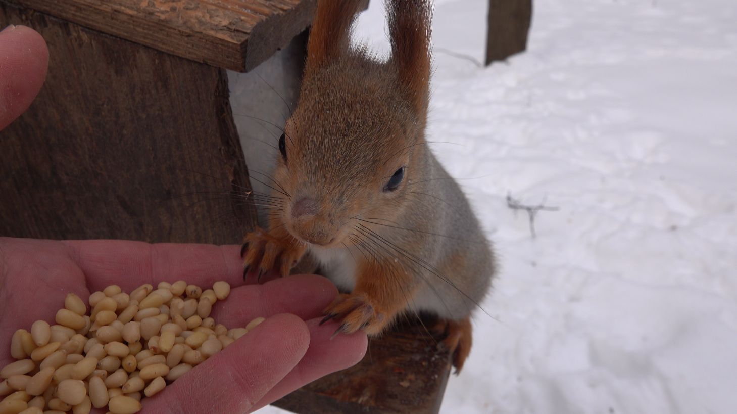 Старенькая белка смотреть онлайн