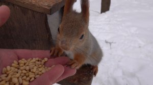 Старенькая белка