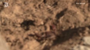 Голые и напуганные 15 сезон 12 серия (реалити-шоу, 2022)