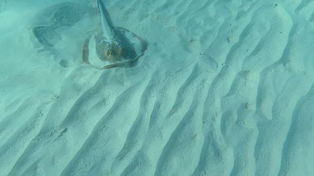 Хвостокол и ботусы. The Three Corners Fayroyz Plaza. смотреть онлайн