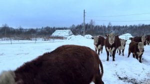 Успеть всё- на мясной и молочной ферме! 70 голов КРС