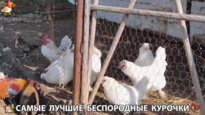 Цыплята и Курочки селяночки лучшие беспородные несушки 🥚 (423)