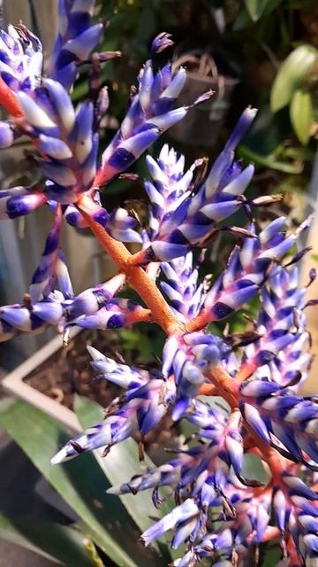 Синее танго. Эхмея гибридная. Оранжерея в Царицыно смотреть онлайн