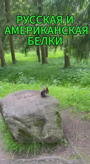Русская и Американская белки