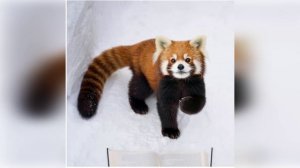 Go getter 3 grammar have to