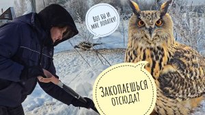 Угощаю фазана куриными гранулами, а сову Ёлку куриным цыплёнком. Красиво, но холодно