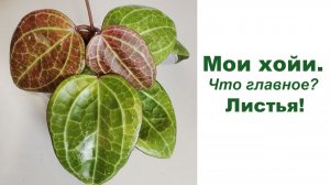 Мои хойи. Главное - это листья!