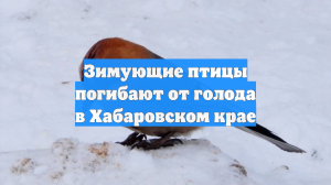 Зимующие птицы погибают от голода в Хабаровском крае