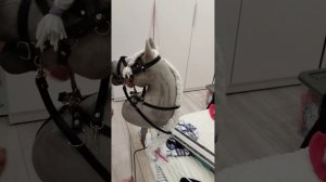 Типы хоббихорсов