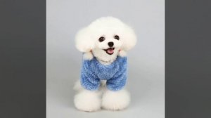 Милый щенок 😊