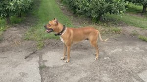 Acero (Alano Espanol) - Flor Alanos fuente de la Higuera x Hilo Vengo Alano