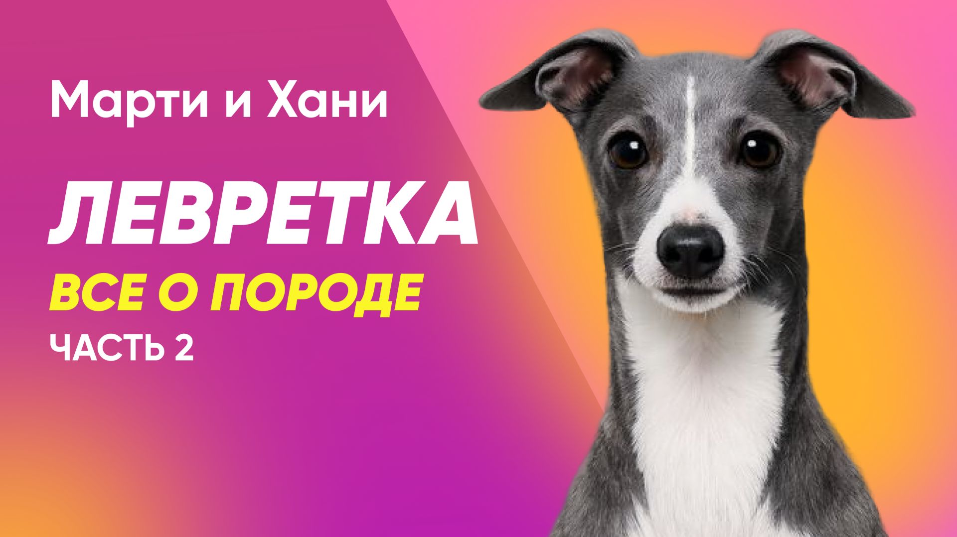 ЛЕВРЕТКА / ЧАСТЬ 2 / ВСЕ О ПОРОДЕ / ТРУДНОСТИ СОДЕРЖАНИЯ / ЭТО ДЕКОРАТИВНАЯ СОБАКА ДЛЯ СУМКИ? смотреть онлайн