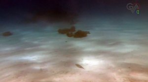 TRAVEL | Подводный мир Красного моря: красота и опасность...