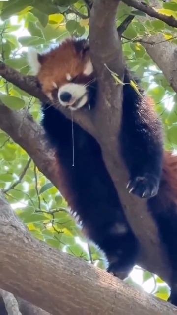 Красная панда смотреть онлайн