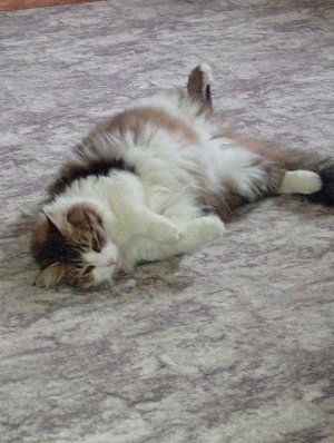 да у меня всë будет с котами