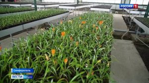 ВЕСТИ КРЫМ: выпуск 15.01.2026 21:10