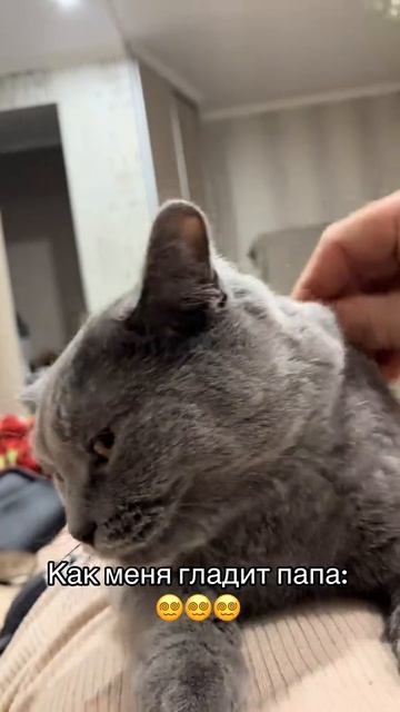 Мать гладит шерсть, а батя - душу смотреть онлайн