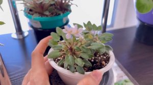 Описание особенностей трейлерных сортов фиалок 2 часть