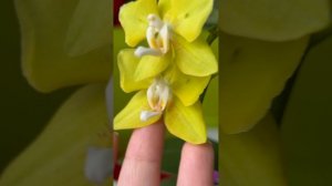 Орхидея фаленопсис Sogo Melli peloric 2 eyes. Сого Мелли бабочка