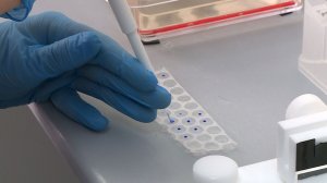 Руководителю регионального Минсельхоза Константину Ишкову показали перспективы сельхознауки края