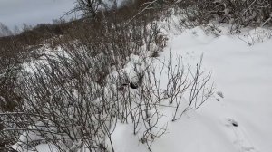 ЭКШЕН ОХОТА НА ЗАЙЦА. ЧУТЬ НЕ УТОНУЛ В БОЛОТЕ)))